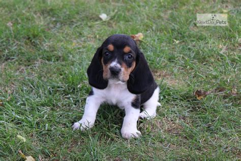 Find high-quality Dachshund puppies for sale in Fort Wayne, Indiana. . Puppies for sale fort wayne